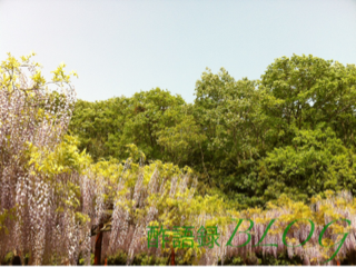 iphone/image-20120505232835.png